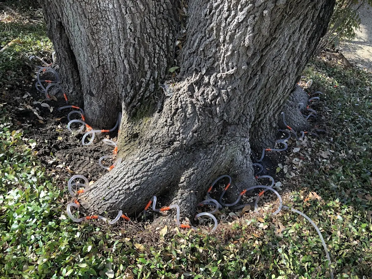 Detailed Tree Cabling and Bracing job site in Lebanon